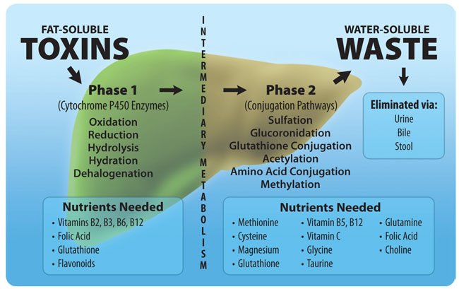 Phase I and Phase II liver detox pathways
